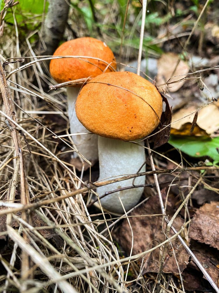 Photograph by Виктория Лаур