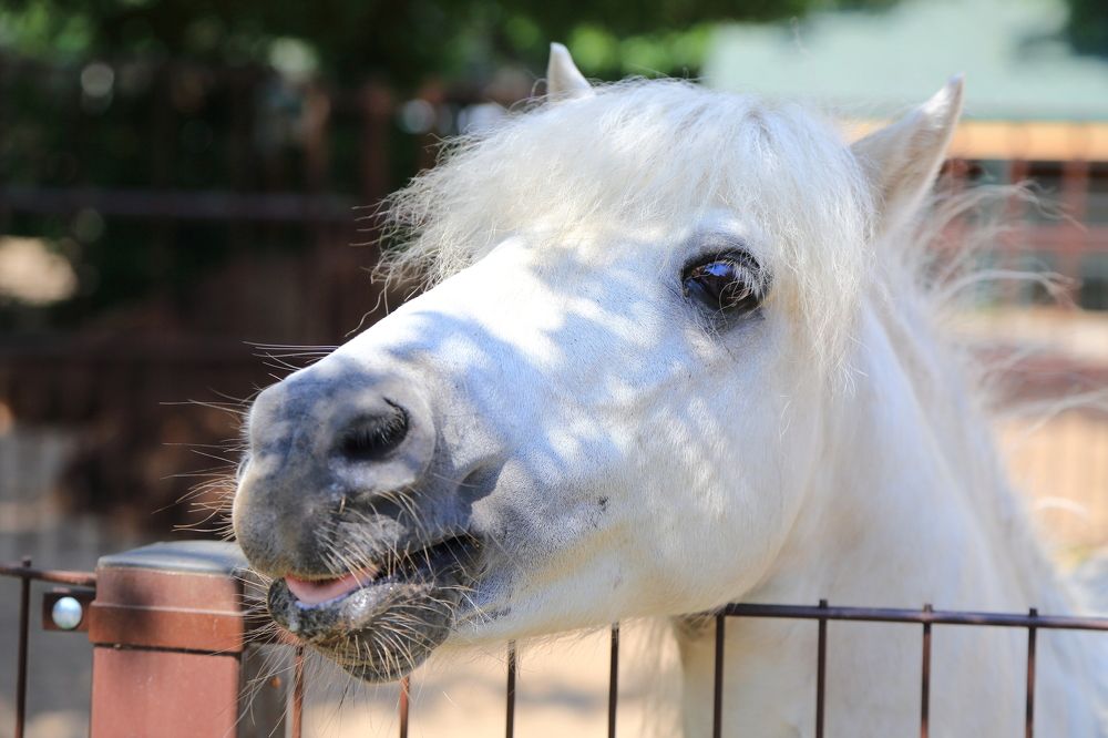 Мечта принцессы