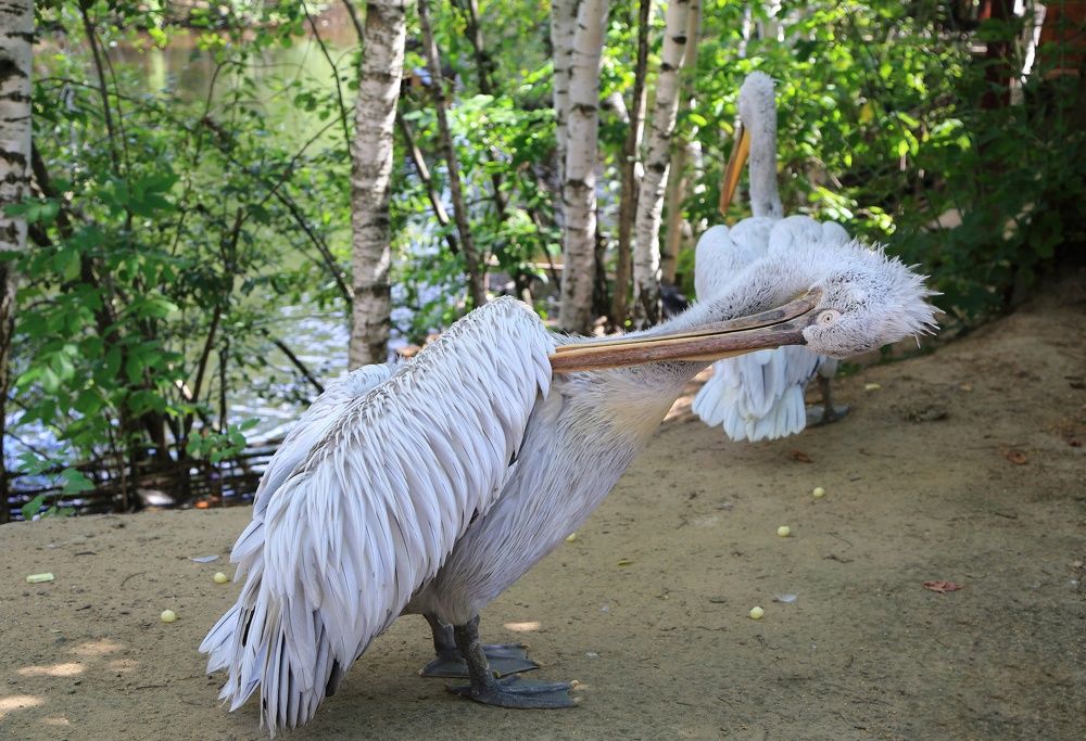 Чистка перышек