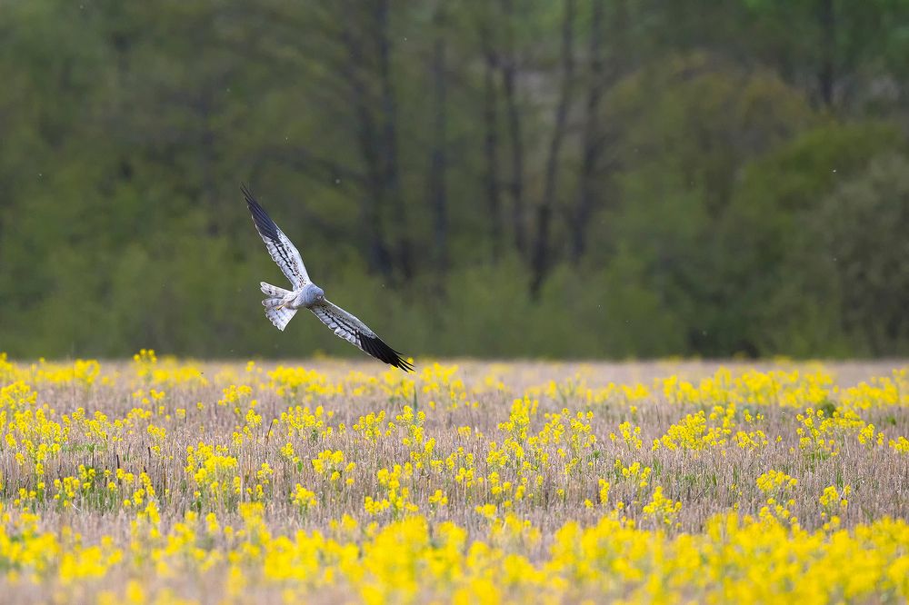Луговой лунь