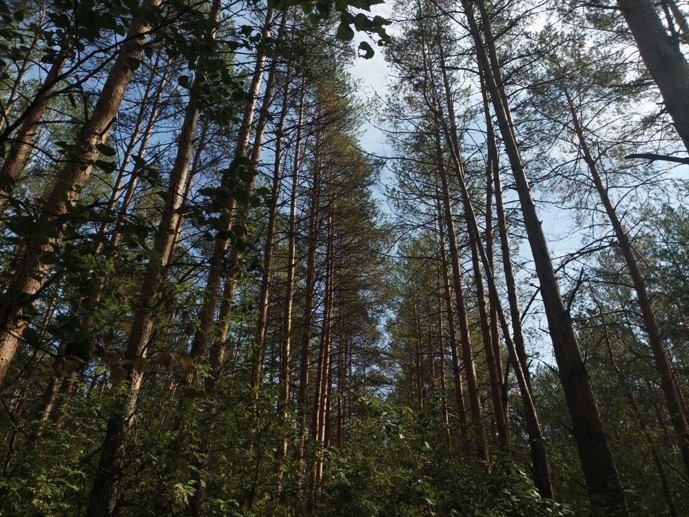 Photograph by Кирилл Лысенко