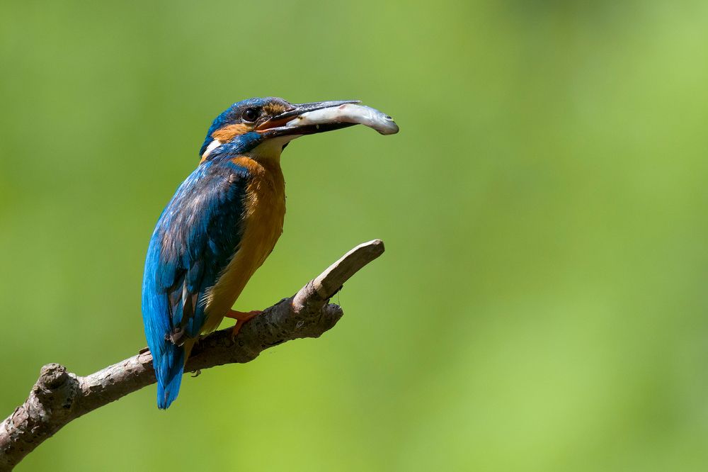 Родительские будни