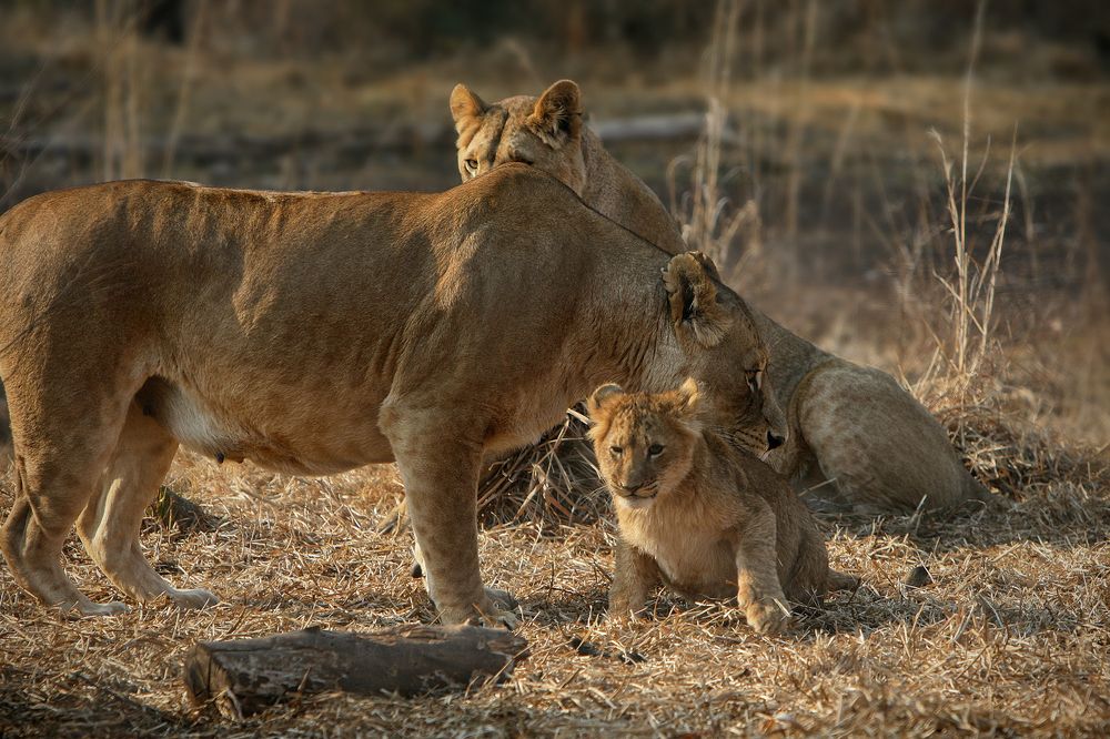 Photograph by Midge Engelbrecht