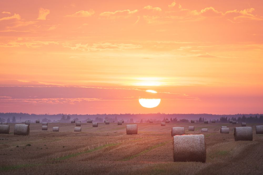 Катушки на рассвете близ Замартынья