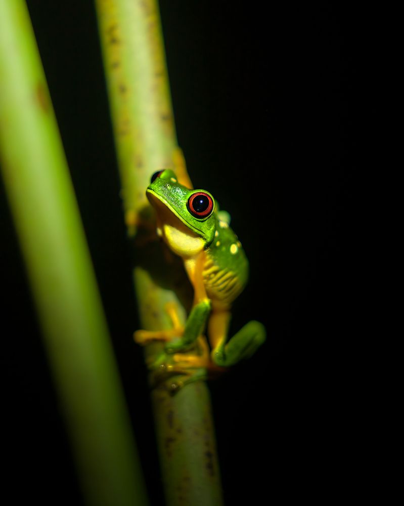 Фотография автора nicolas facchini