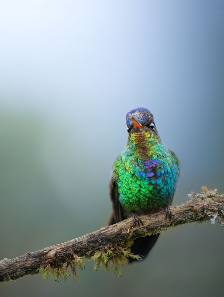 Фотография автора nicolas facchini