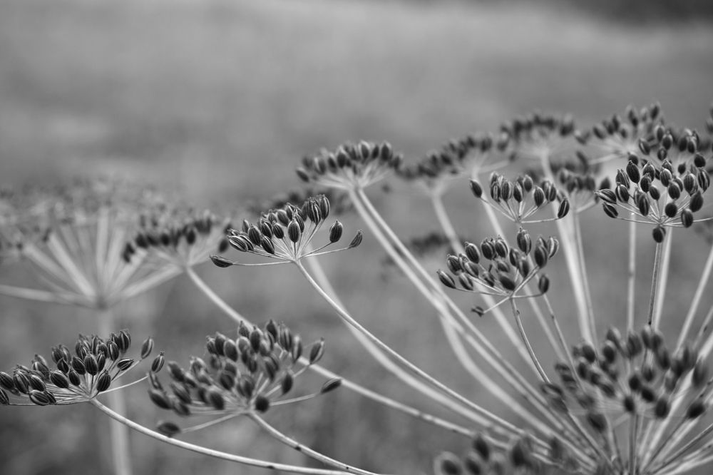 Photograph by Александра Пецевич