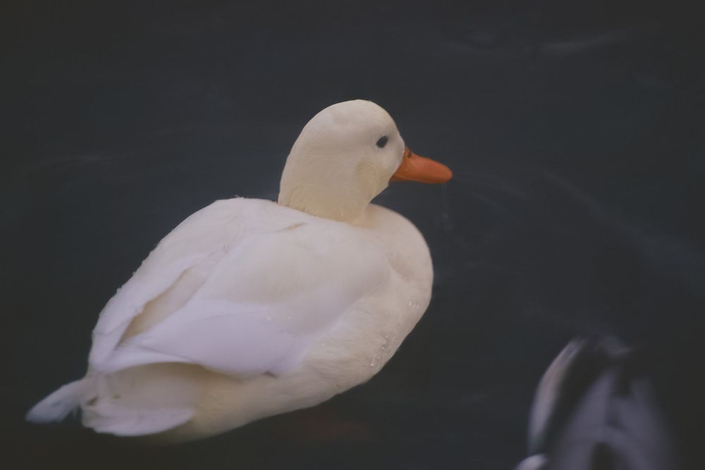 Photograph by Надежда Мякинина