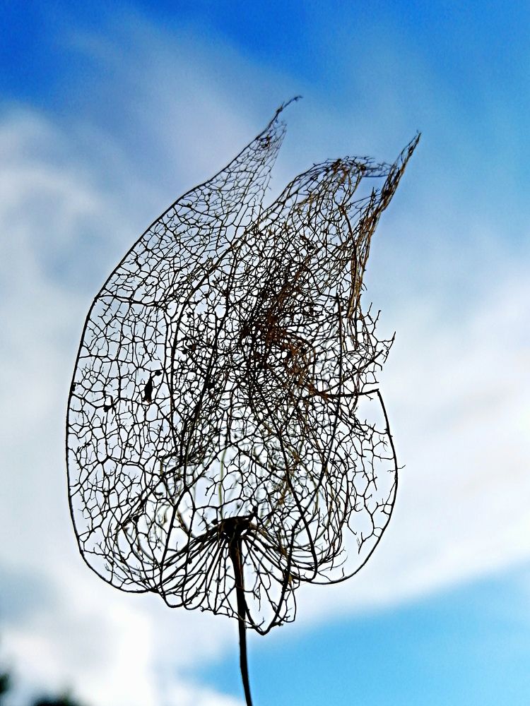 Photograph by Светлана Веселовская