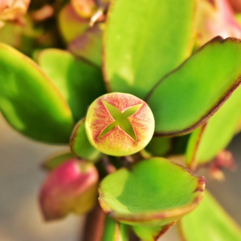 A bud of cathedral bells flower