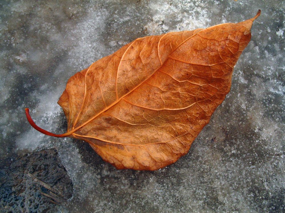 осенний лист