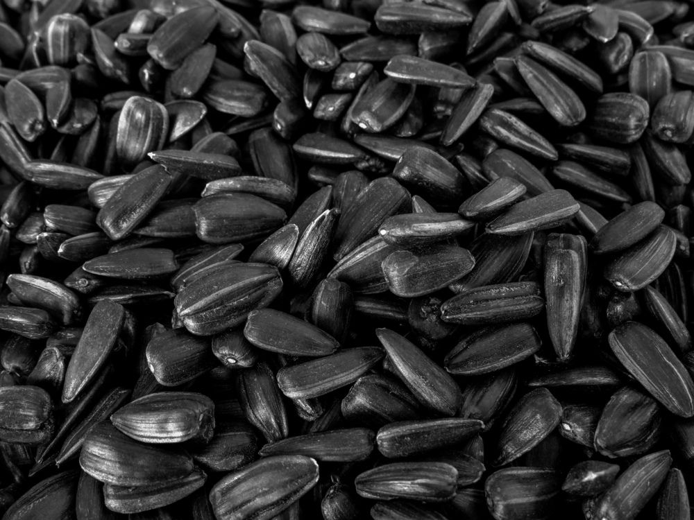 Black sunflower seeds