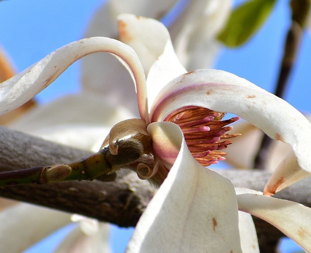 Фотография автора лилия беланова