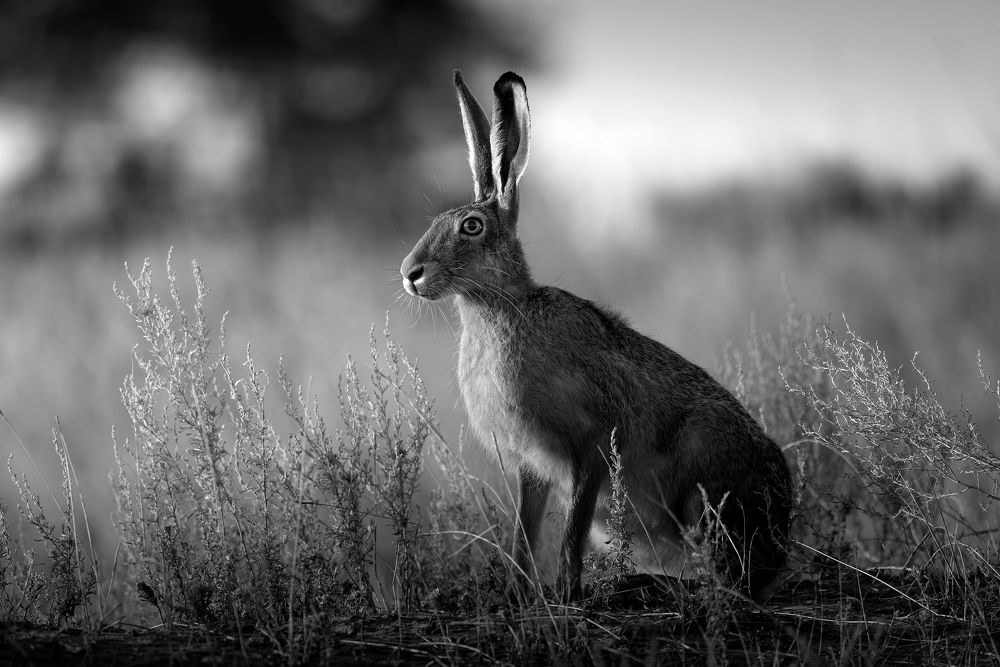 Photograph by Марат Кучкаев