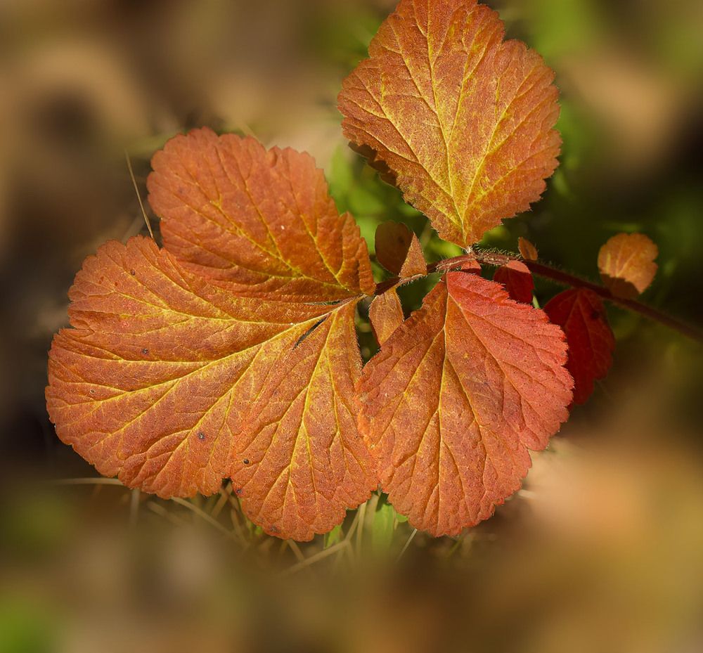 Photograph by Блохина Ольга