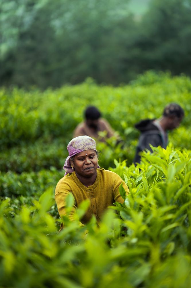 In the middle of the tea plants.