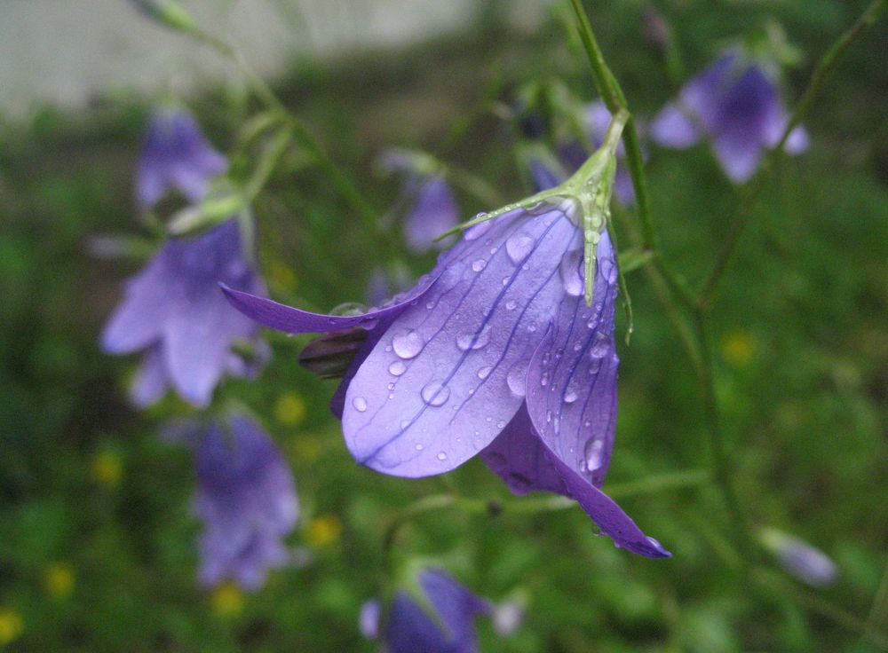 утренний колокольчик