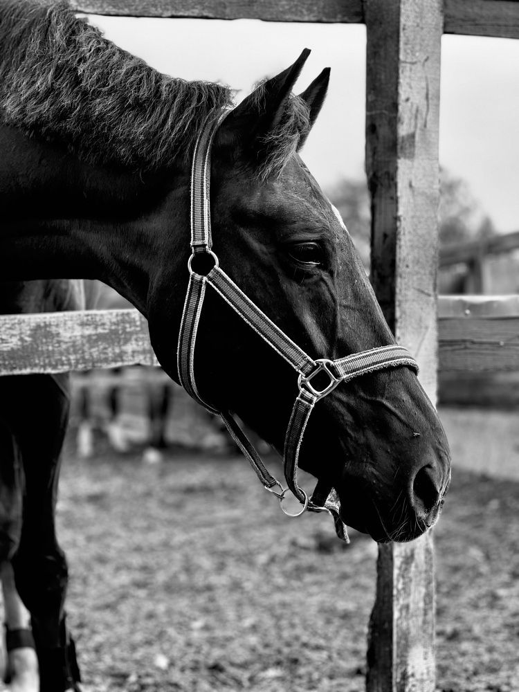 Photograph by Елена Ковалева