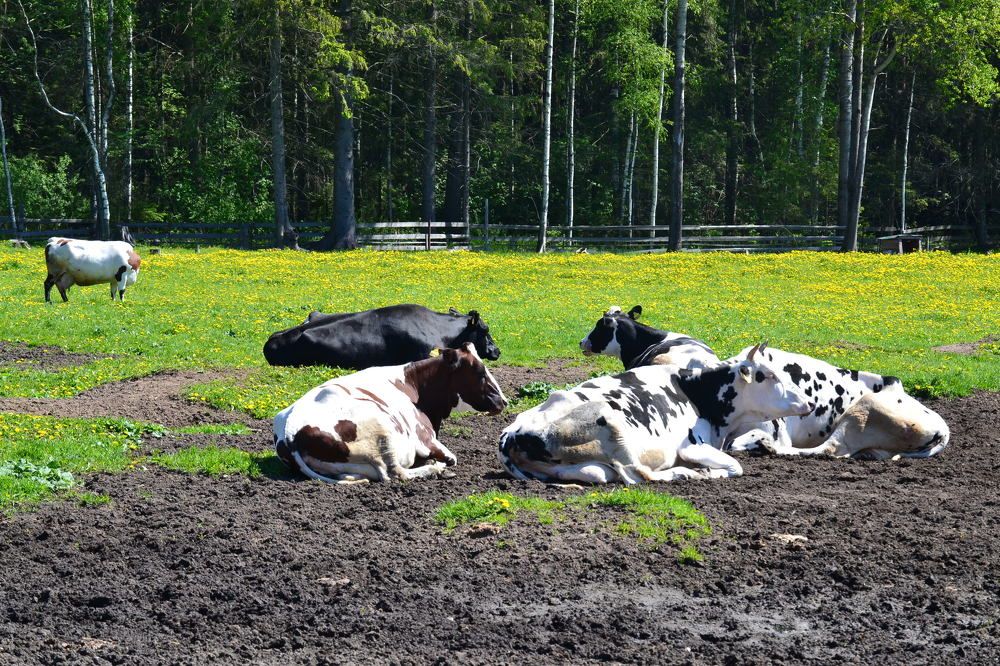 Ферма в Матоксе