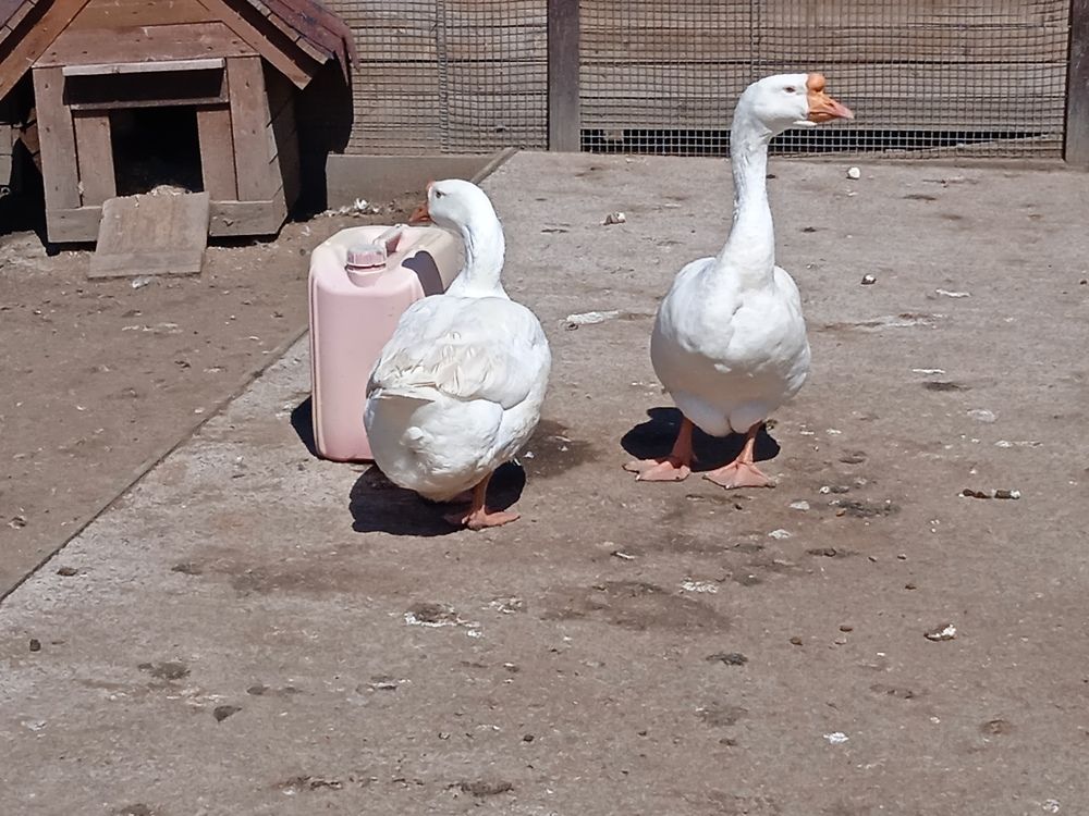 Ферма в Матоксе