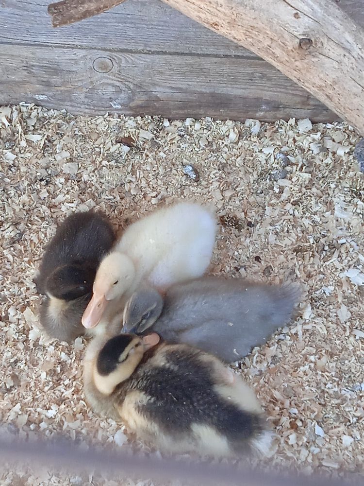 Ферма в Матоксе