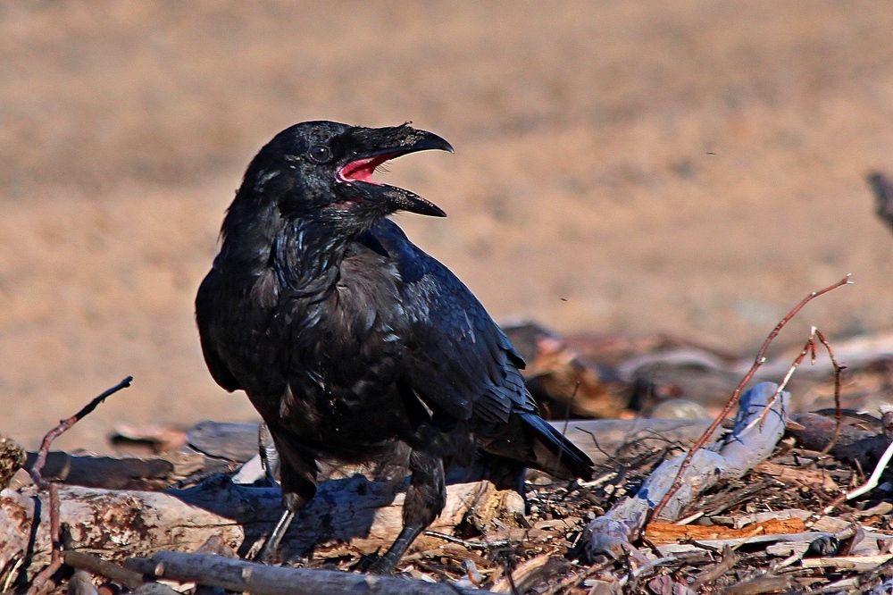 Photograph by Александр Велигура