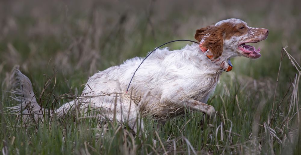 Photograph by Александр Чибиркин