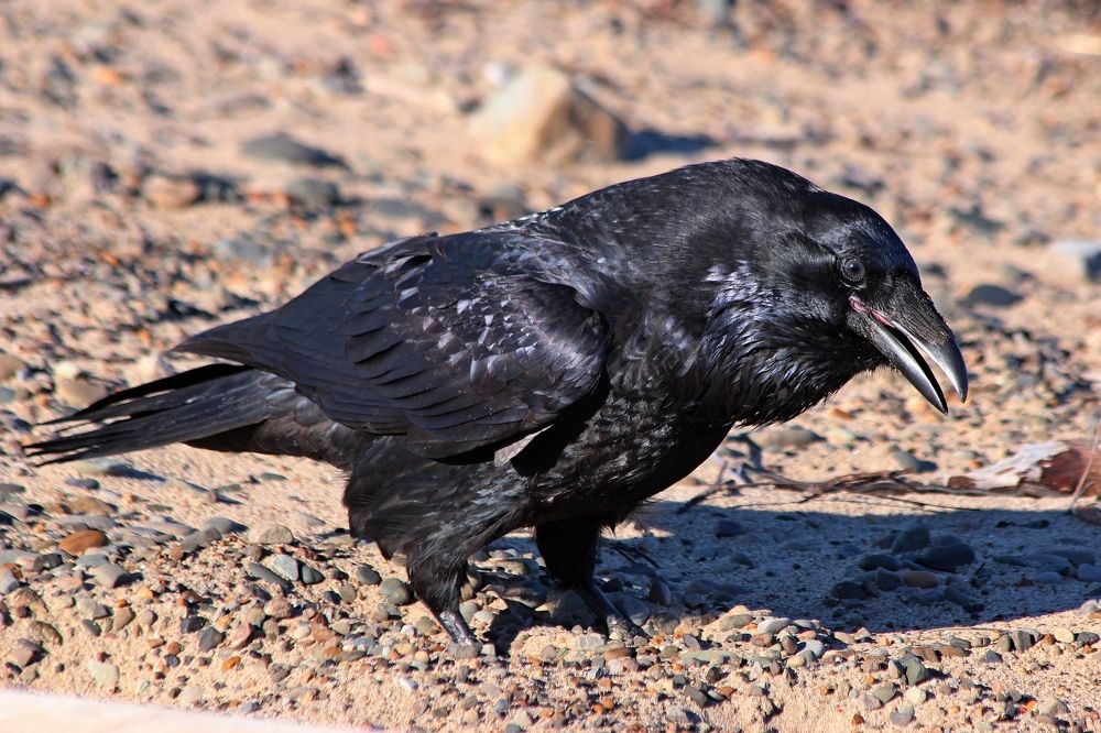 Photograph by Александр Велигура