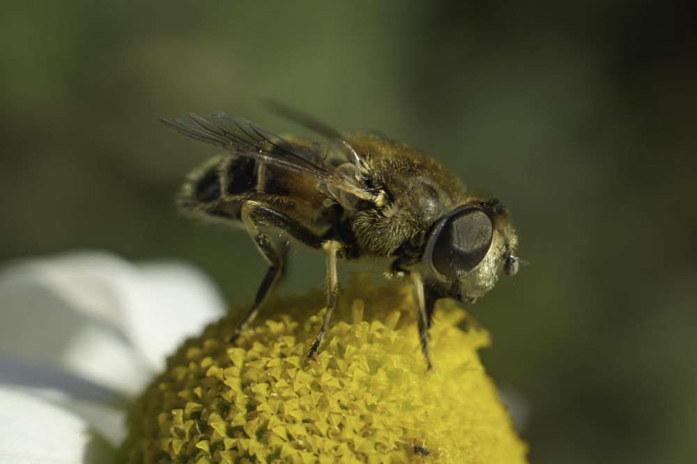 Пчёлка за работой