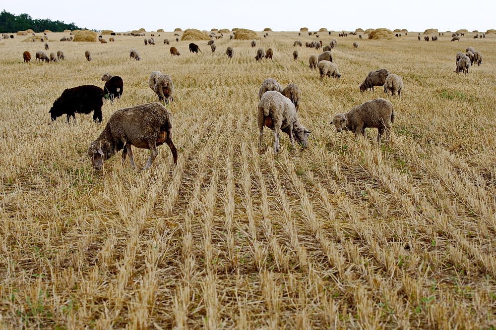 Фотография автора Александр Челмодеев