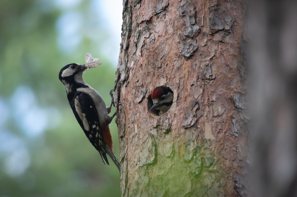 Photograph by Евгений Кузьмин