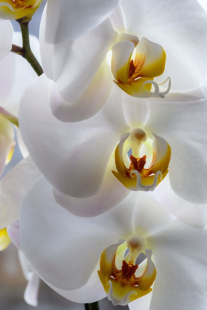 Photograph by Svetlana Jarbuse