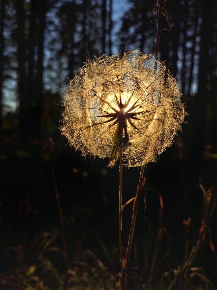 Photograph by Svetlana Jarbuse