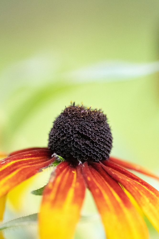 Photograph by Svetlana Jarbuse