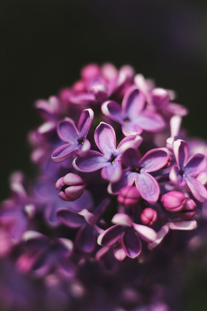 Photograph by Anna Lin