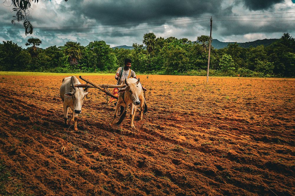 Фотография автора SK Shahbaj Ahmed