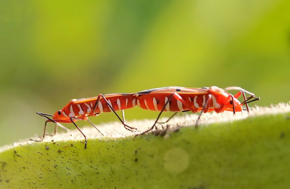 Фотография автора SK Shahbaj Ahmed