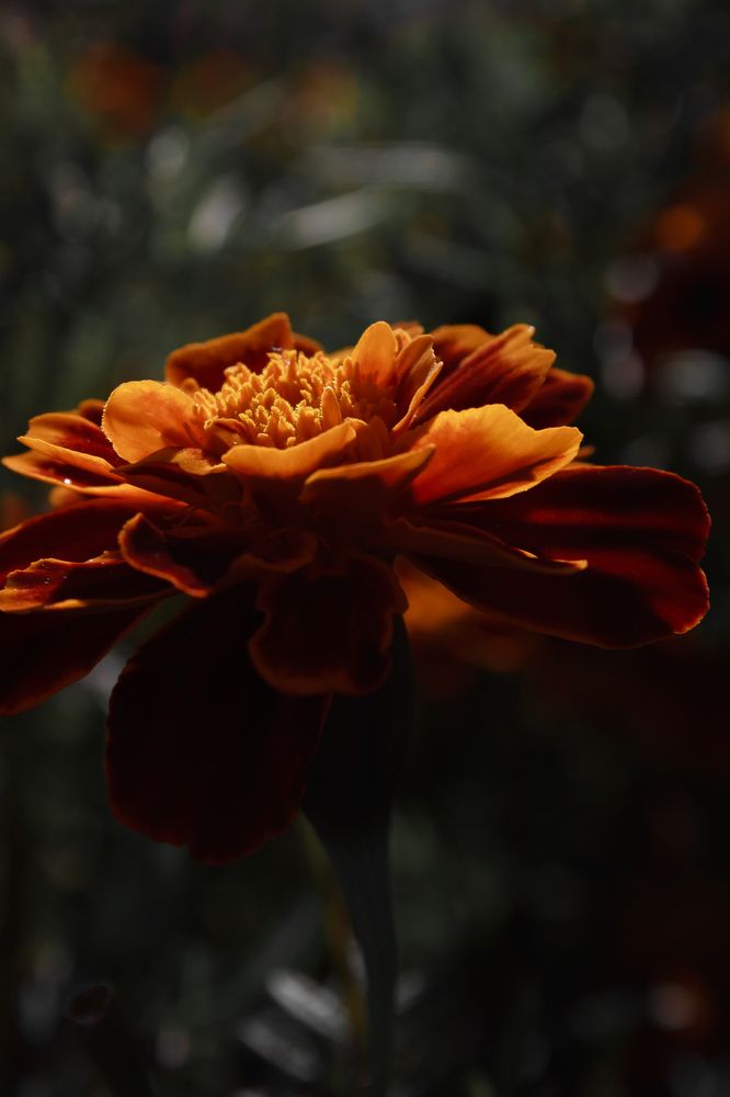 Photograph by Нелли