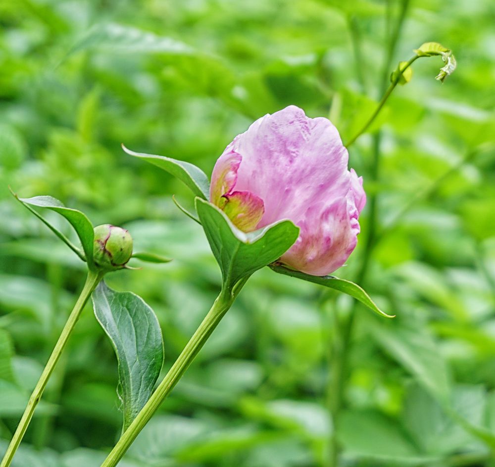 Фотография автора Milena Ivanova
