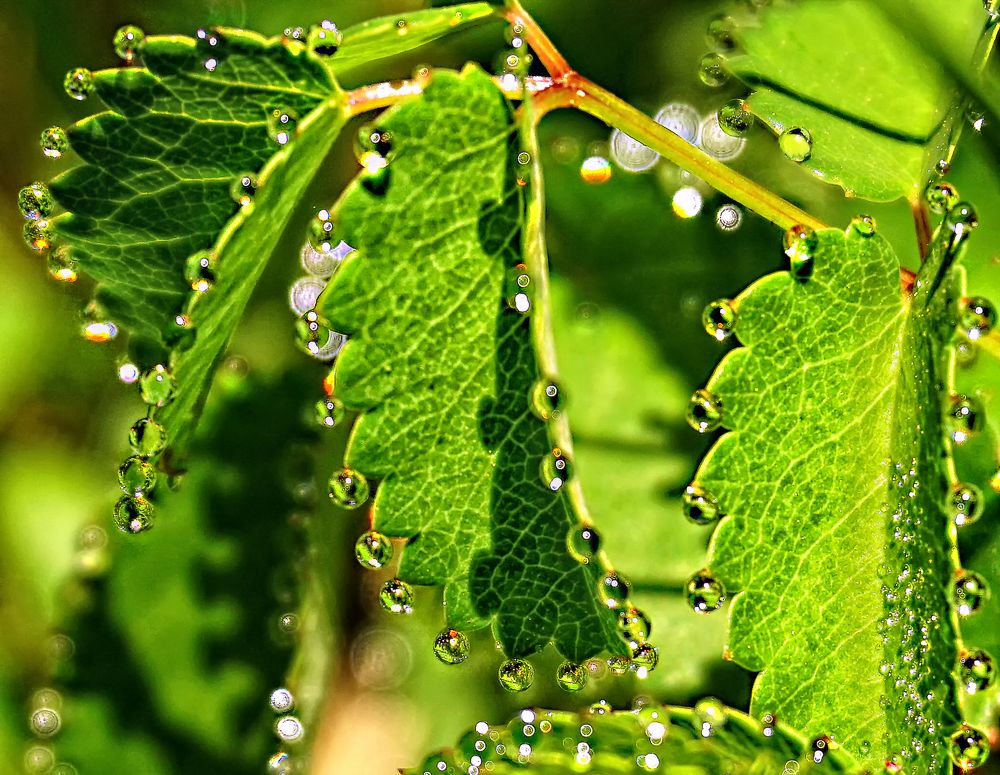 Фотография автора Milena Ivanova