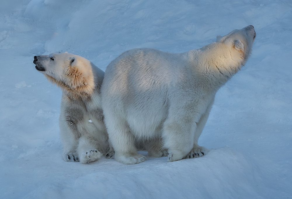 Photograph by Boris Bekelman