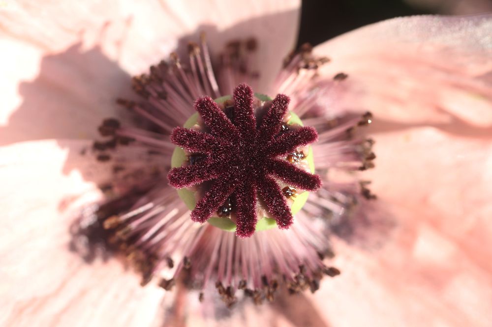 Photograph by Першин Виталий