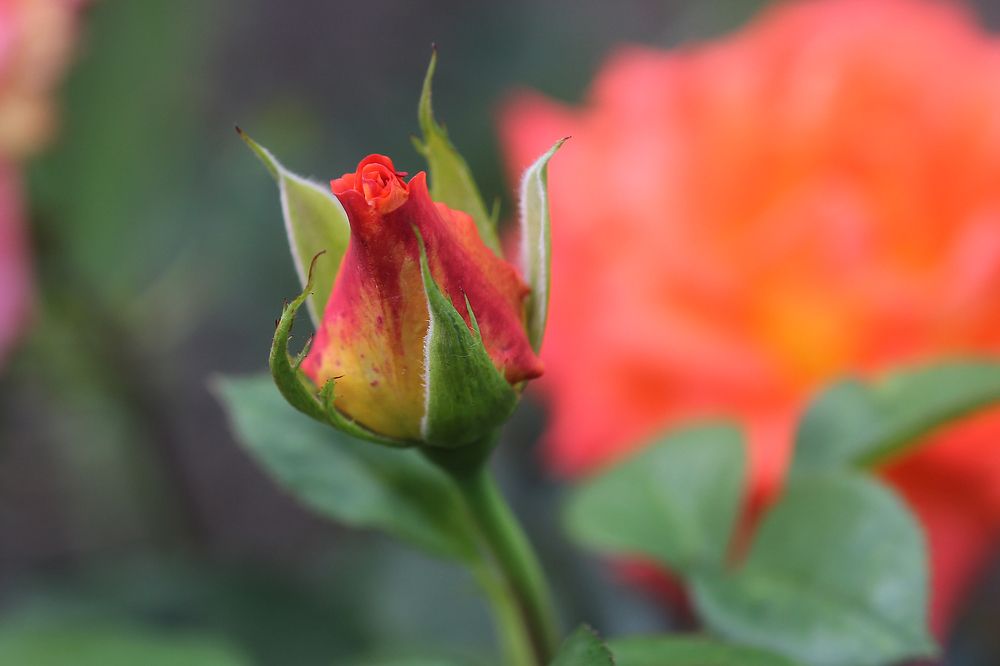 Photograph by Першин Виталий