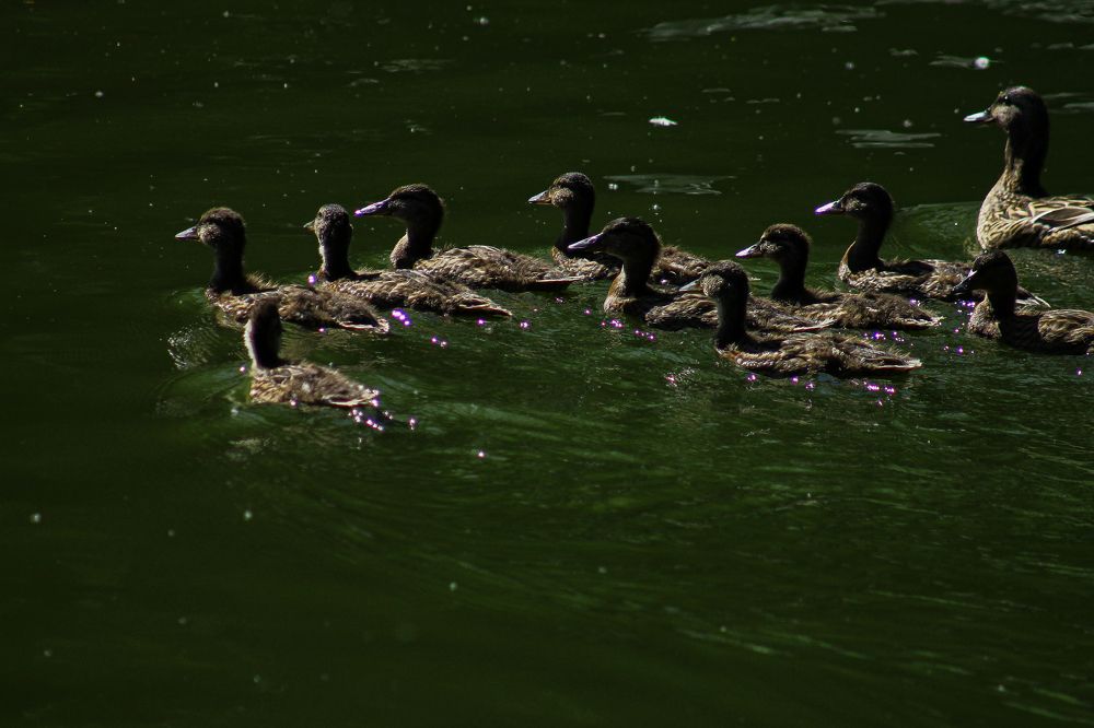 Photograph by Анастасия Псарёва