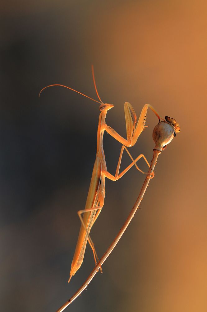 Photograph by Станка Петрова