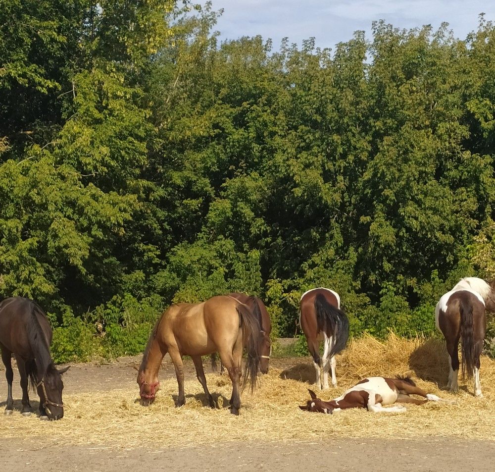 Фотография автора Елена Александрова