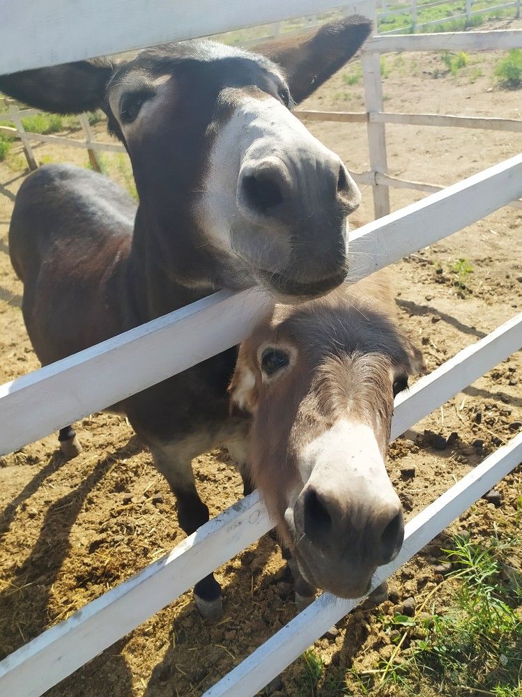 Фотография автора Елена Александрова