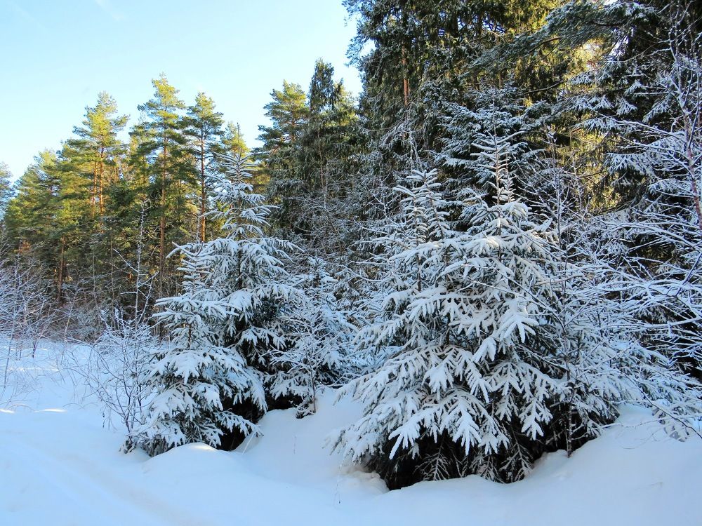 Весенние снежные ёлочки