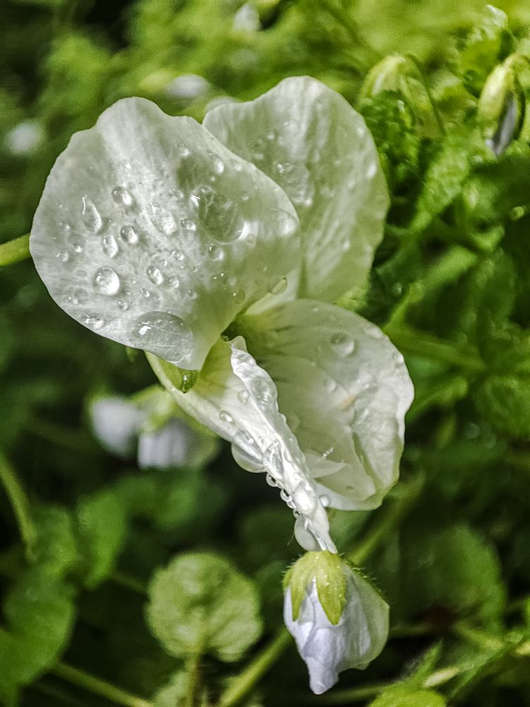 Фотография автора Нина Зинченко