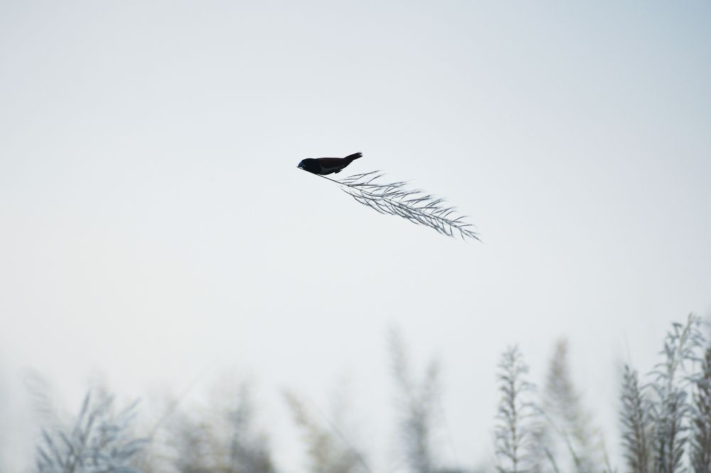 Photograph by Pritam Mandal